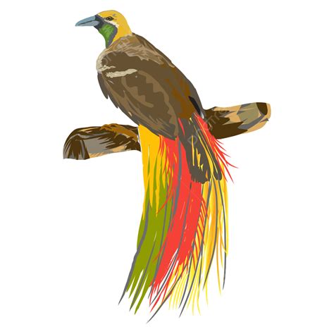 Birds Of Paradise Vector Hd Images Illustration Of A Bird Paradise