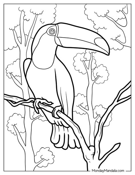 29 Toucan Coloring Pages (Free PDF Printables)