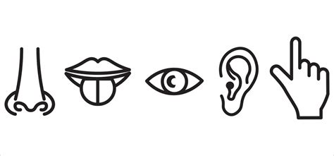 sense organs vector  vector art  vecteezy