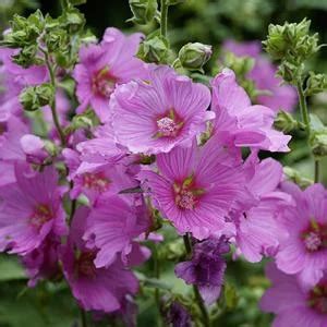 Мальва мускусная "Rosea" Розеа купить в питомнике растений с доставкой ...