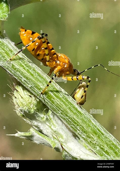 orange assassin bug pselliopus barberi stock photo alamy