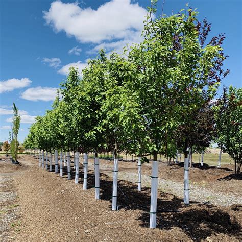 spring snow crabapple tree 11
