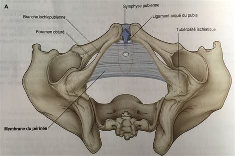 insertion plancher pelvien UE8 Spé Petit Bassin Tutorat Associatif