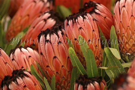 Pink Minks Protea Blossoms Kula Located Upcountry Maui Hawaii