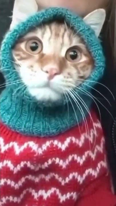 теплый кот ️#кот #котики #коты #смешные #cat #funnycats - YouTube