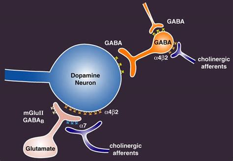 What Does The Neurotransmitter Gaba Do Physiology Gaba Statpearls