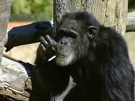 Charlie The Smoking Chimp Dies Of Old Age