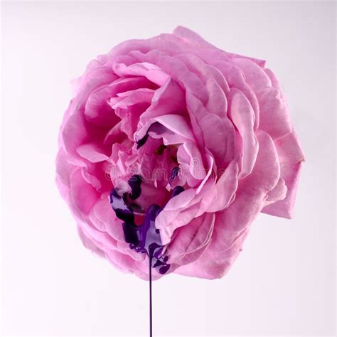 4 928 Vagina Fotos de stock Fotos libres de regalías de Dreamstime