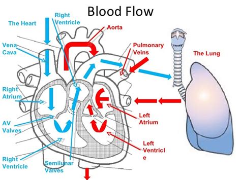 Heart diagram