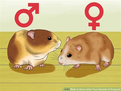 how to know if a hamster is pregnant