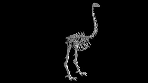 Moa Skeleton 3d model Low Poly AR 3d model - Team 3d Yard