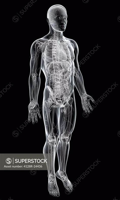 Male Anatomy Computer Artwork Superstock