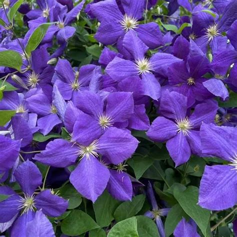 Plant FAQs: Jackmanii Clematis