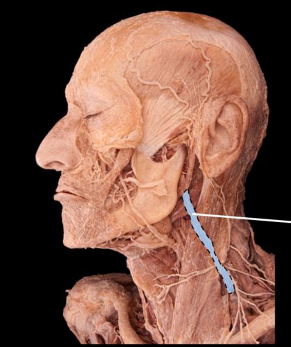 Anterior Jugular Vein Cadaver