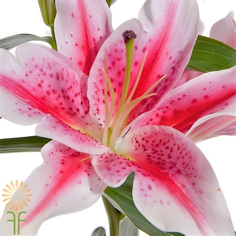 Buy Wholesale Hot Pink Starfighter Oriental Lily Online Guaranteed Fresh