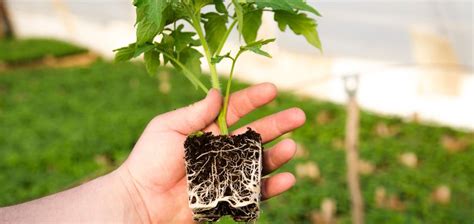 Comment bien réussir le bouturage de ses plantes Bouture Facile