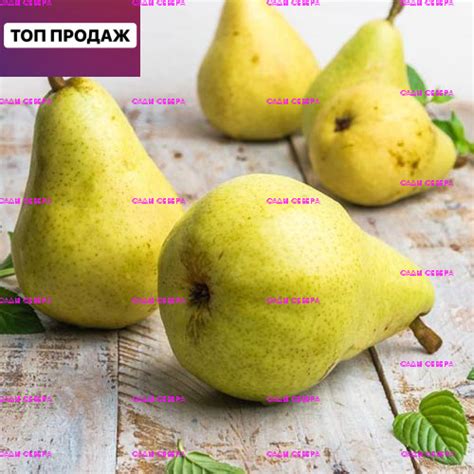 Елка РФ Саженец - купить с доставкой по выгодным ценам в интернет ...
