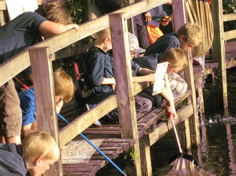 Pond Dipping | 84th Reading (1st Earley St Peter's) Scouts