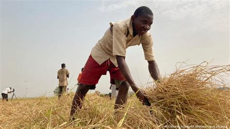 Nigeria Severe Food Crisis Looms Dw 05172023