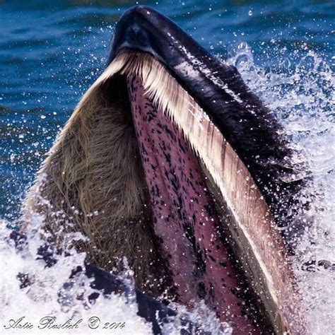 Incredible Do Whales Have Hair In Their Mouths References - scaleinspire