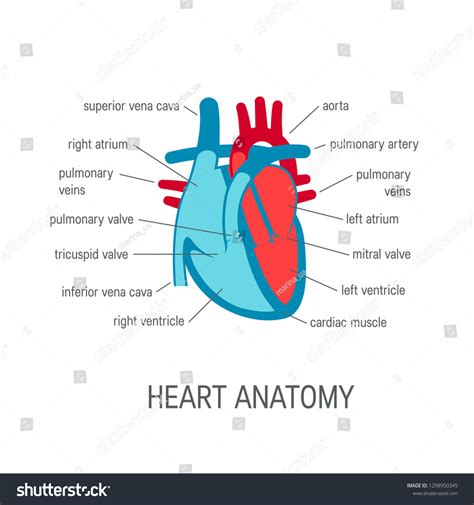 Human Heart Anatomy Crosssection Vector Illustration 库存矢量图（免版税 ...