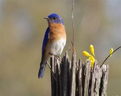 The Bluebird of Happiness - PentaxForums.com
