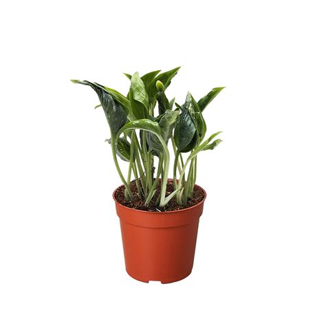 Pothos 'Shangri La' - Mybloomboxusa