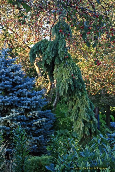 Ель энгельмана пендула - фото и картинки: 61 штук