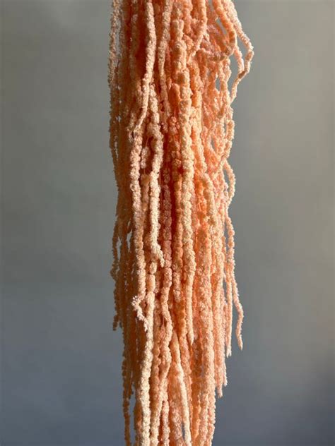 Стабилизированные цветы и зелень – купить в магазине | Сухоцветы ...