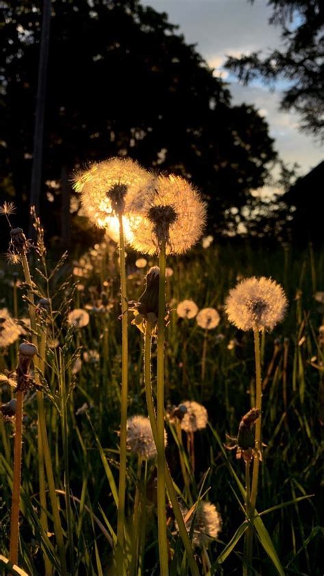 Garden Aesthetic Artofit