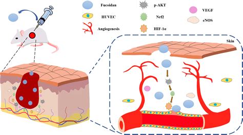 Fucoidan Promotes Angiogenesis And Accelerates Wound Healing Through