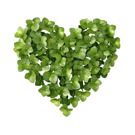 Green Heart Shaped Leaf Of Succulent Hoya Flower Plants Png File