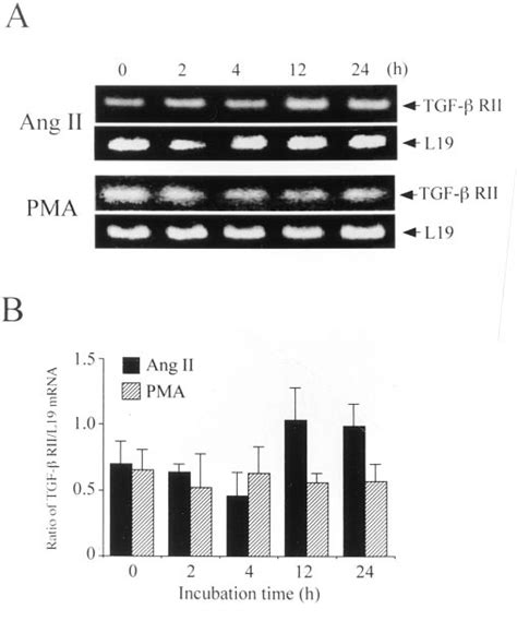Time course of effect of angiotensin II (Ang II) or phorbol ester ...