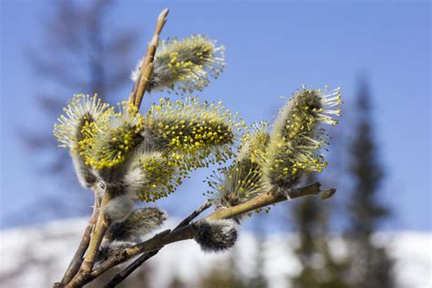 Pussy Willow Stock Photos Free Royalty Free Stock Photos From Dreamstime