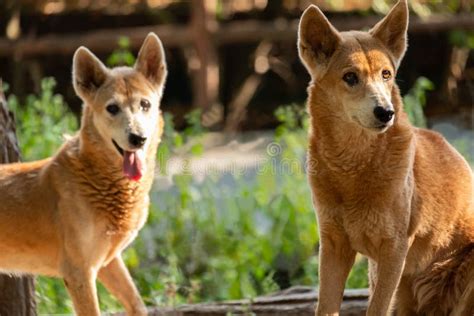 australias wild dog stock image image  small australias
