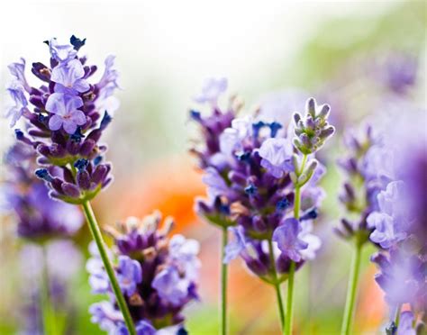 La Lavanda Caracter Sticas Cuidados Usos Propiedades