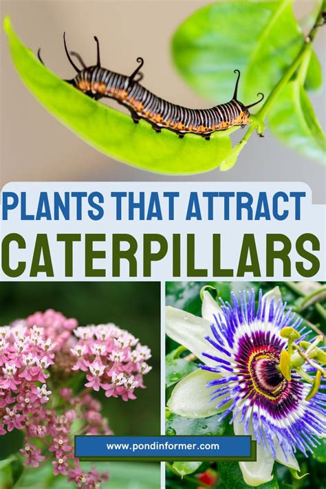Caterpillar Haven: 13 Plants Beloved by these Fascinating Insects ...