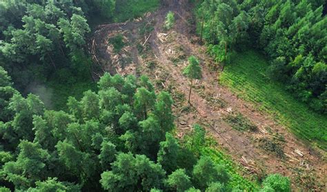 Déforestation et responsabilité : ce que les ONG reprochent aux banques ...