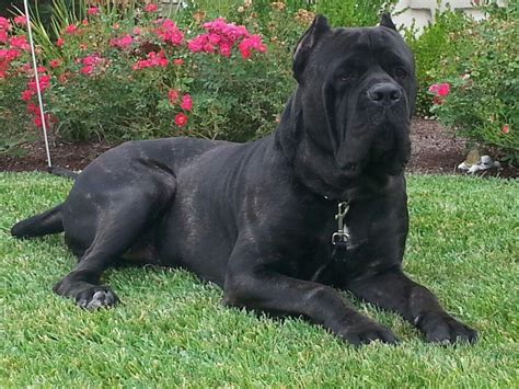 cane corso  sale  sheree leger american kennel club