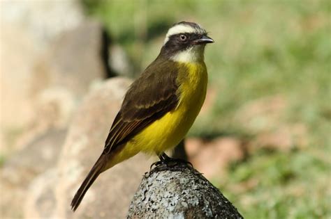 Foto Bentevizinho De Penacho Vermelho Myiozetetes Similis Por Margit