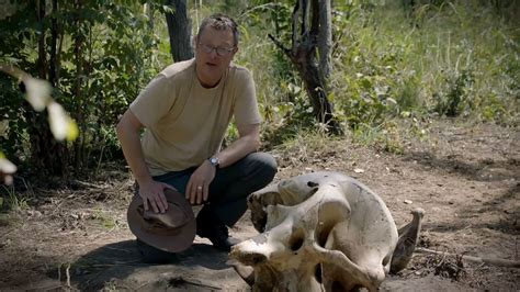 BBC One Saving Africa S Elephants Hugh And The Ivory War Episode 1