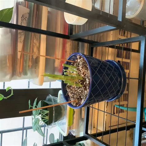 Moonlight Dumb Cane Care 101: Water, Light & Growing Tips