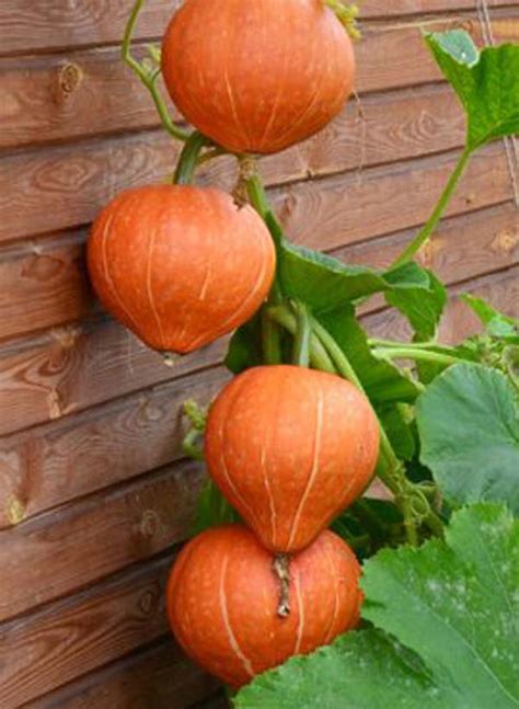 Тыква Россиянка: описание и фото, отзывы, характеристика, достоинства и ...