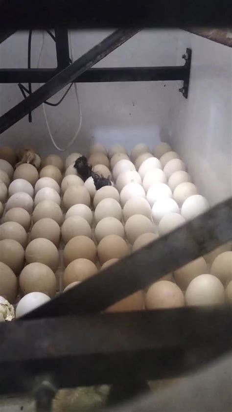 Local chicken hatching - One News Page VIDEO