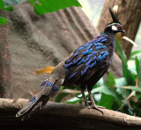 beautiful  amazing animals   philippines hubpages