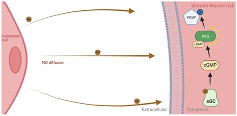 Nitric Oxide From Enos Causes Vasodilation In Smooth Muscle Cells No