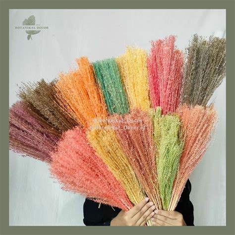 Jual Dried Flower Pampas Reed Color Rainbow Bunga Tanaman Rumput Bulu