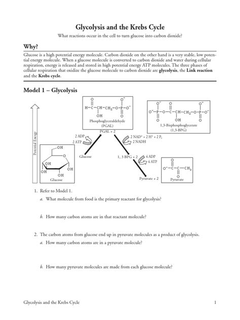 Glycolysis And Link Reaction Worksheet Pdf Glycolysis Cellular