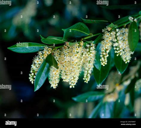 Cherry laurel (Prunus laurocerasus), cherry laurel, flowers Stock Photo - Alamy