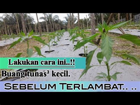 Wajib Lakukan Pemangkasan Tunas Agar Buah Cabe Lebat Youtube